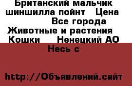 Британский мальчик шиншилла-пойнт › Цена ­ 5 000 - Все города Животные и растения » Кошки   . Ненецкий АО,Несь с.